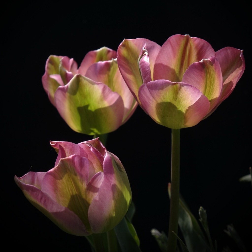 Три настоящих розовых тюльпана на черном фоне