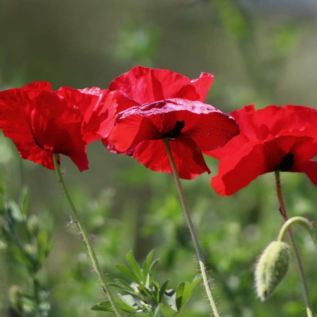 Три красных мака в лучах солнца