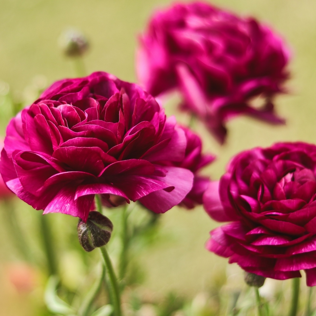 Три красных цветка лютика с бутонами