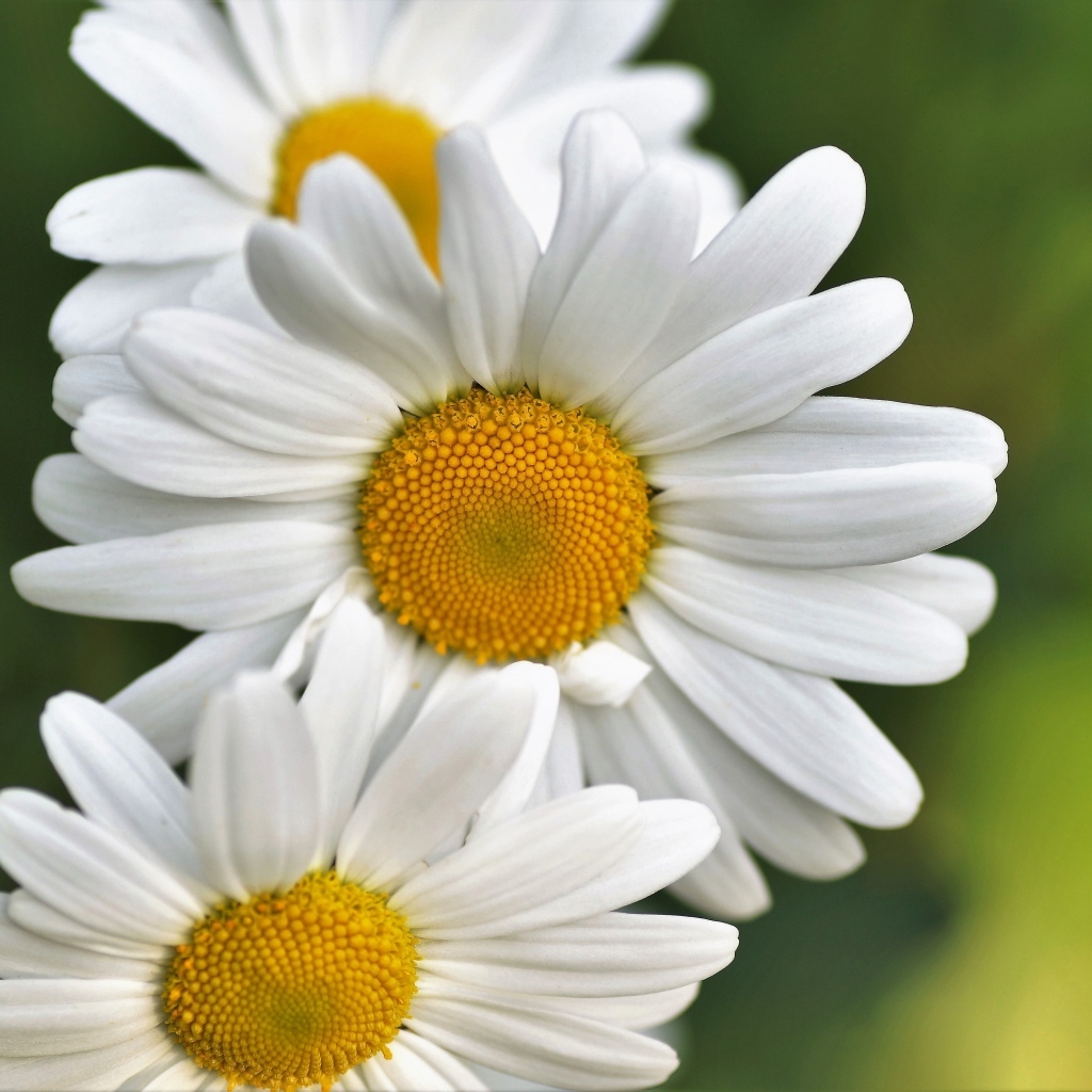 Три белых ромашки крупным планом