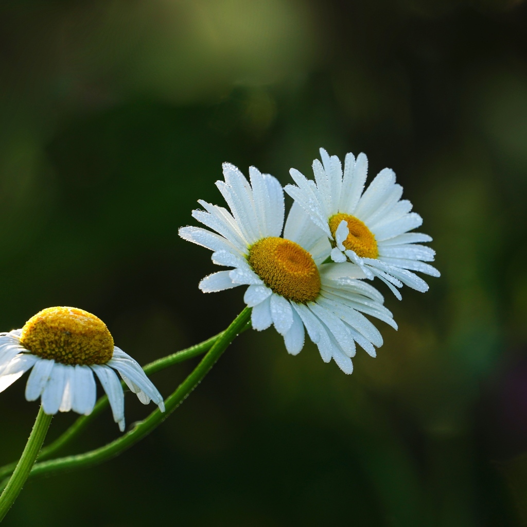Три белые ромашки в капельках росы
