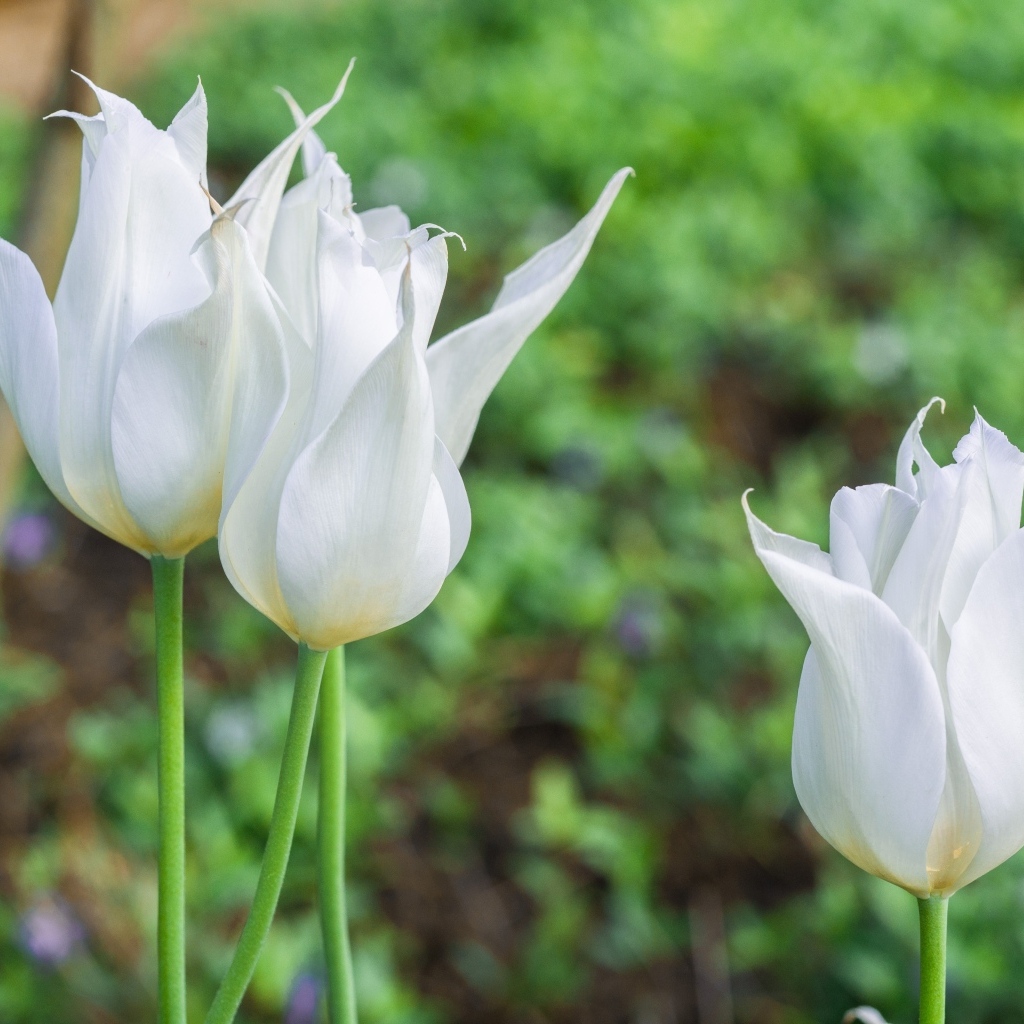 Три белых тюльпана на клумбе