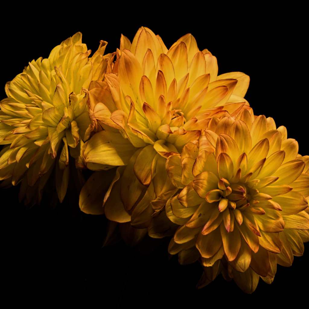 Три желтых цветка хризантемы на черном фоне