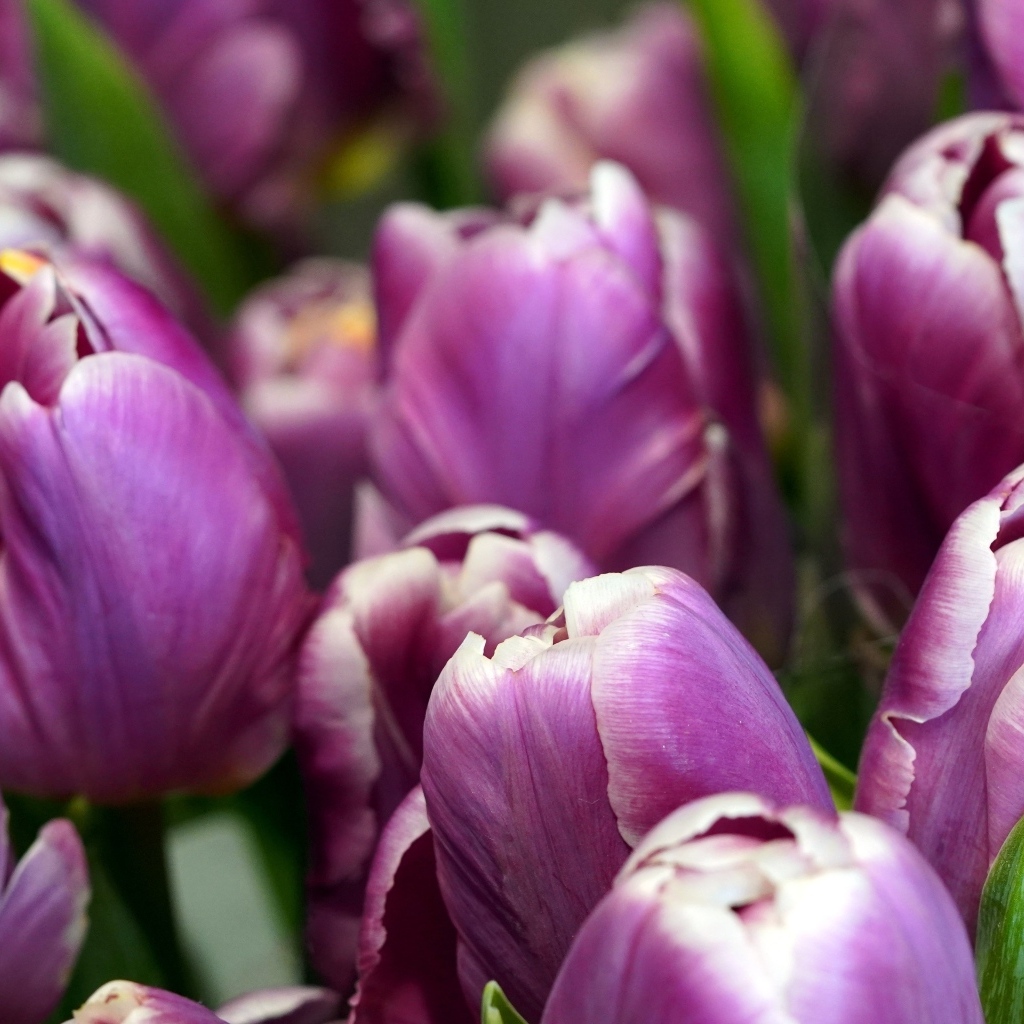 Верхушки фиолетовых тюльпанов на клумбе