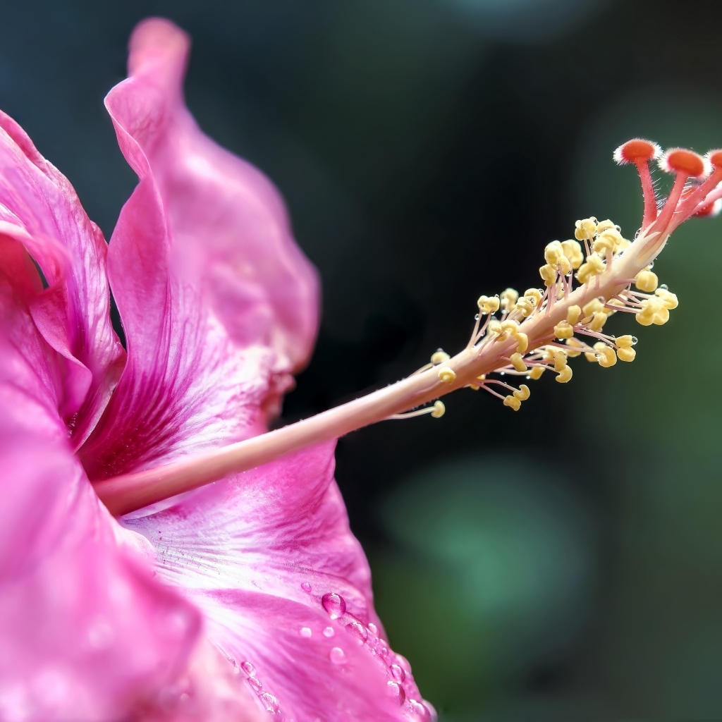 Тропический розовый цветок гибискуса крупным планом