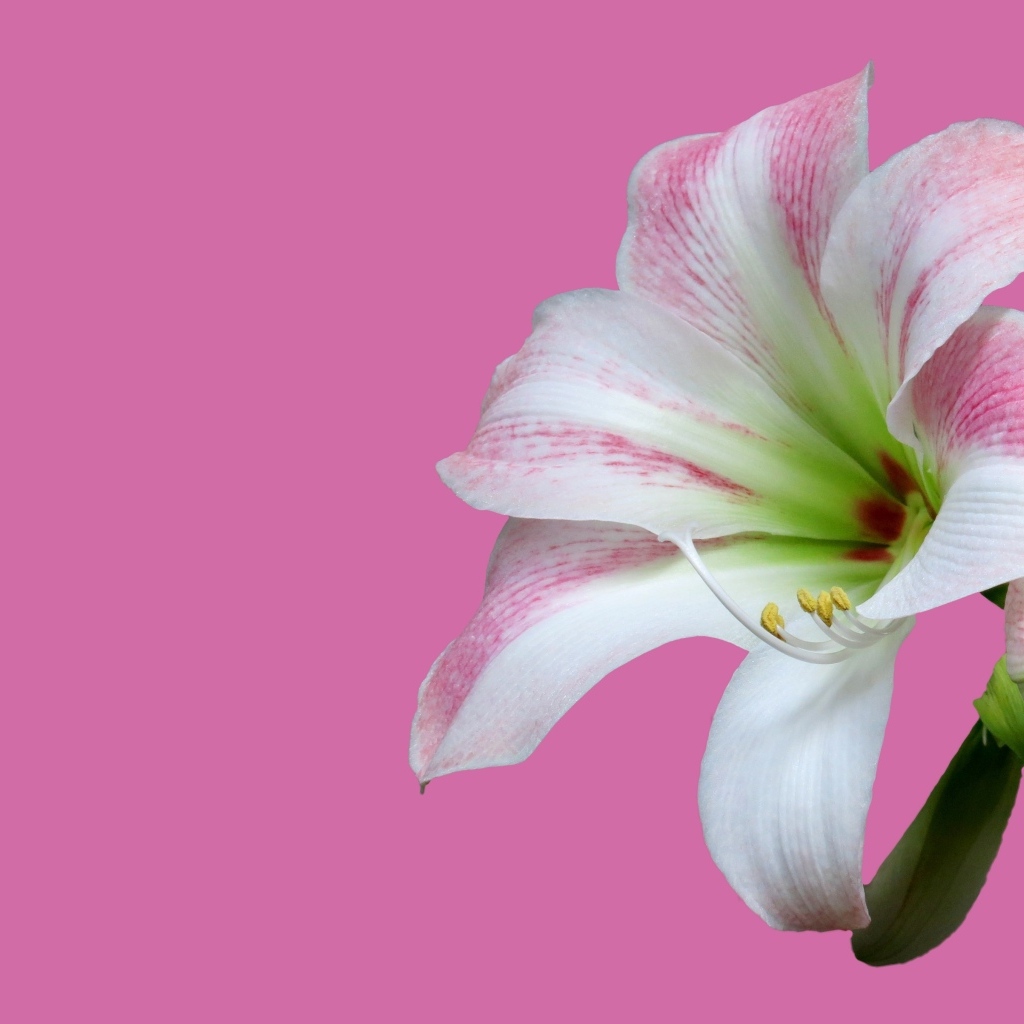 Два цветка амариллиса на розовом фоне