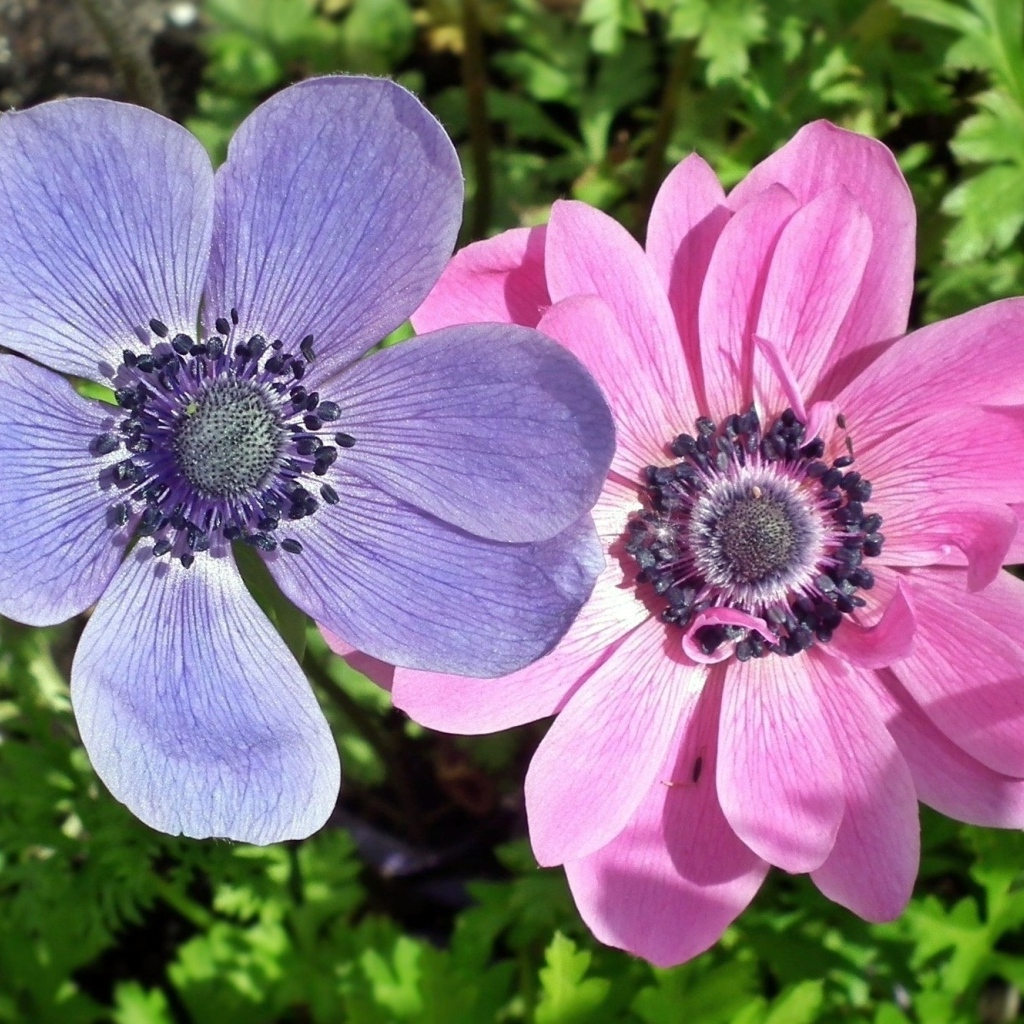 Два цветка анемона в зеленых листьях