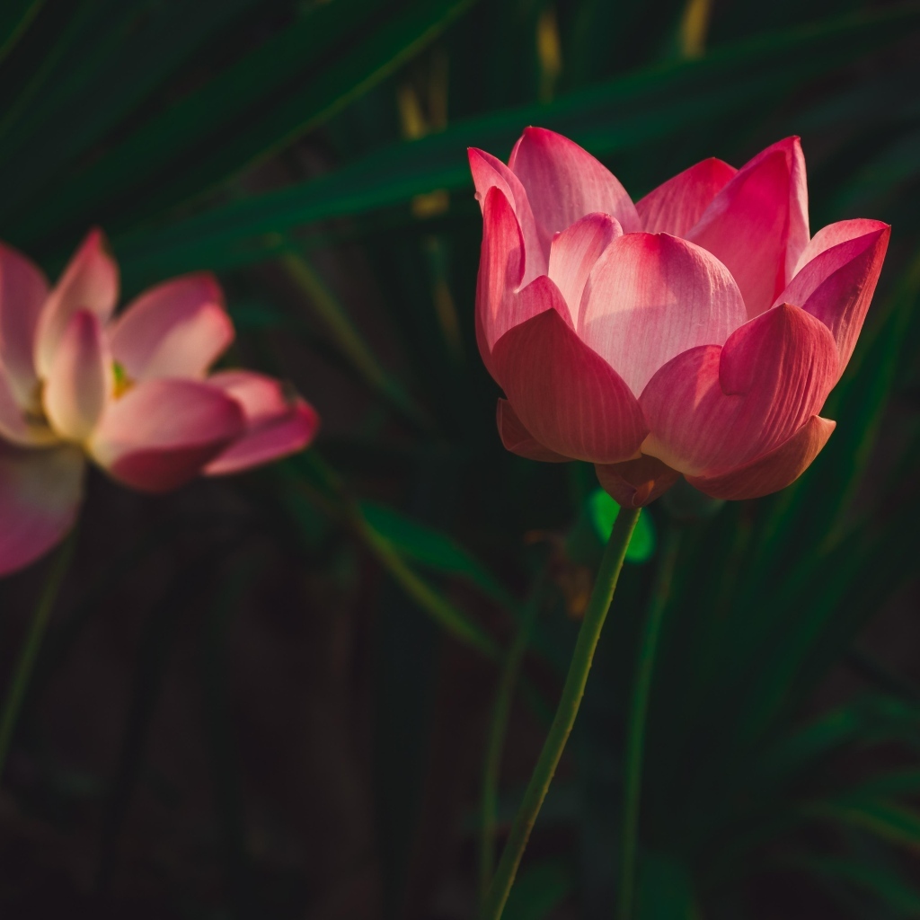 Два красивых розовых цветка лотоса