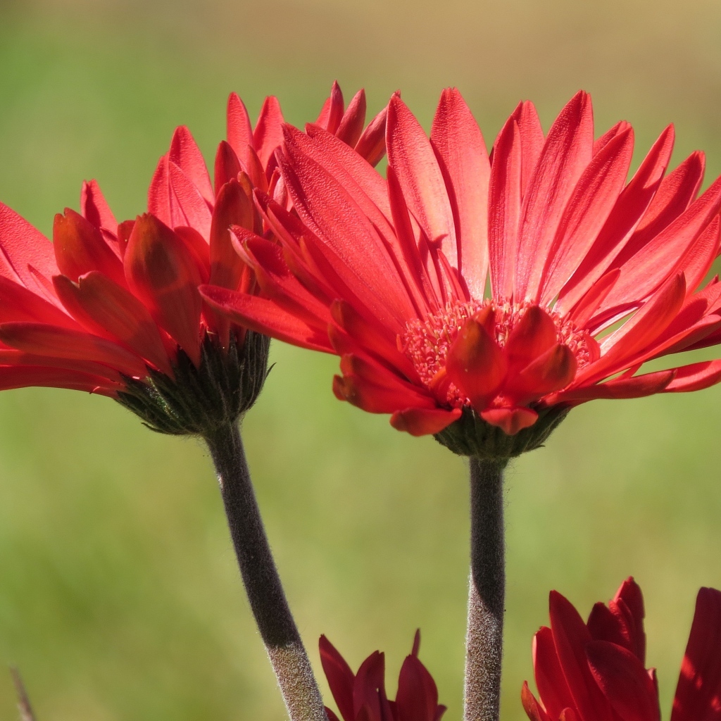 Два красивых красных цветка крупным планом