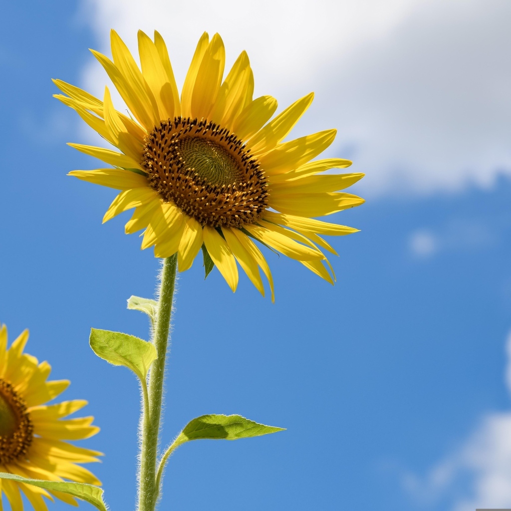 Два красивых желтых подсолнуха на фоне голубого неба 