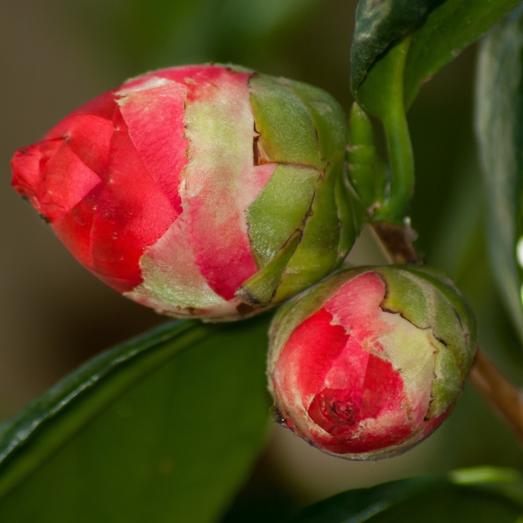 Два бутона красных цветов камелии