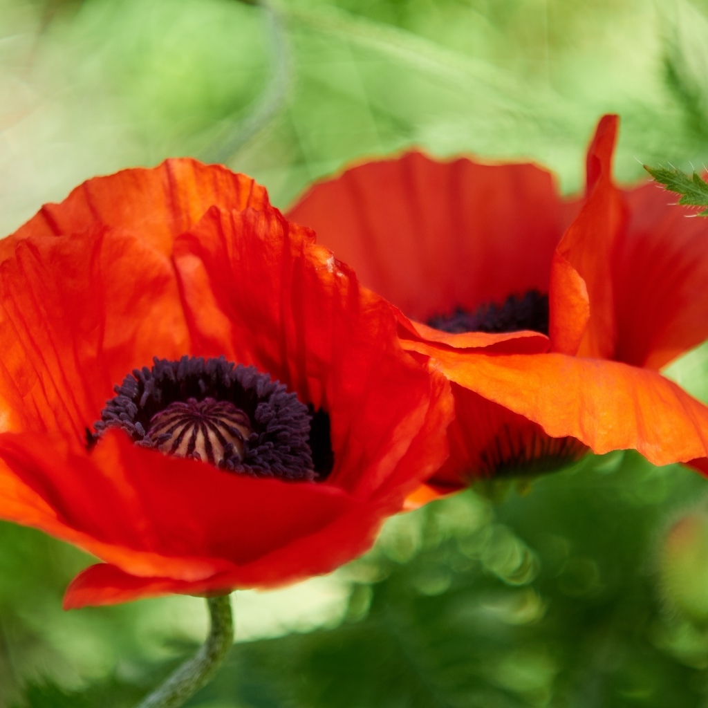 Два цветка декоративного садового мака