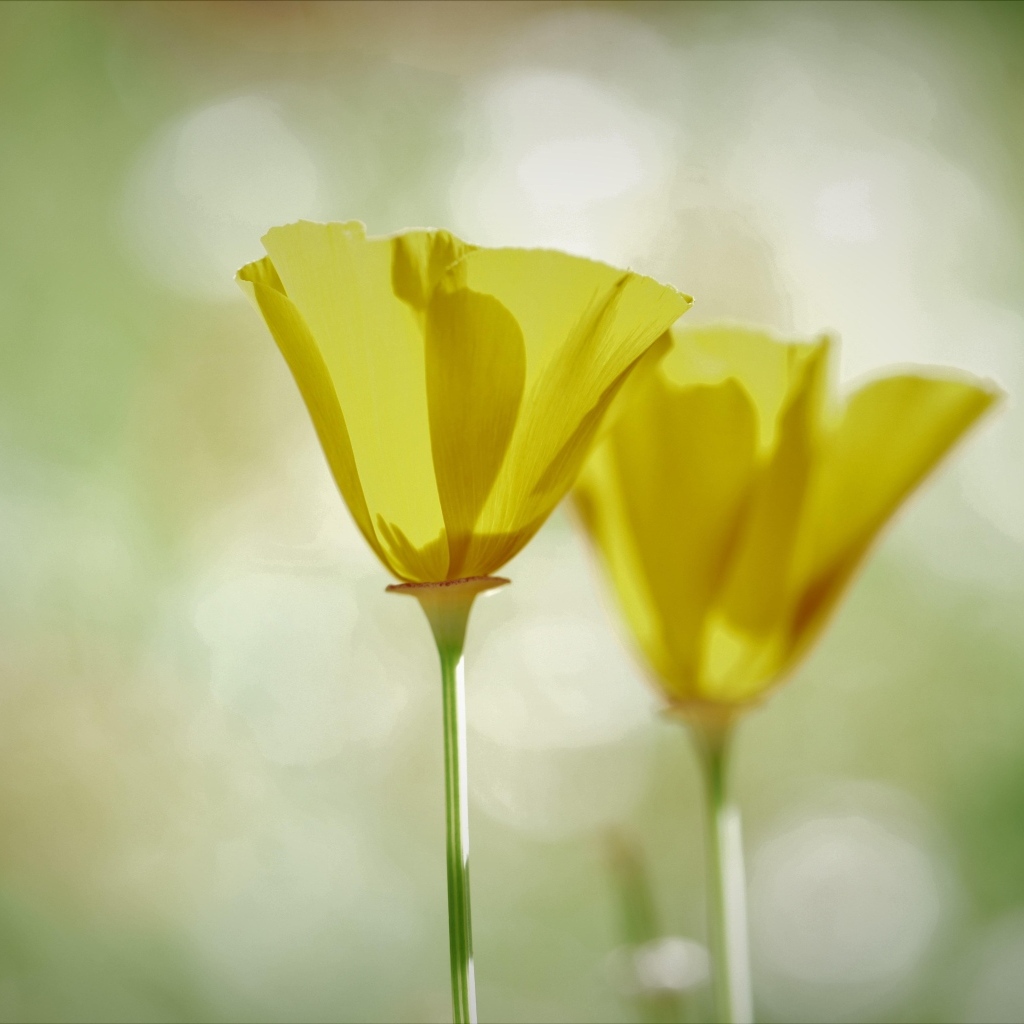 Два нежных желтых цветка эшшольции 