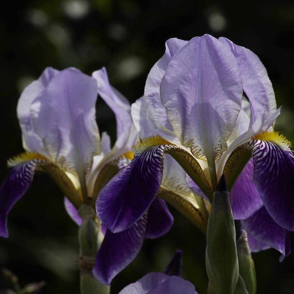 Два цветка ириса на клумбе