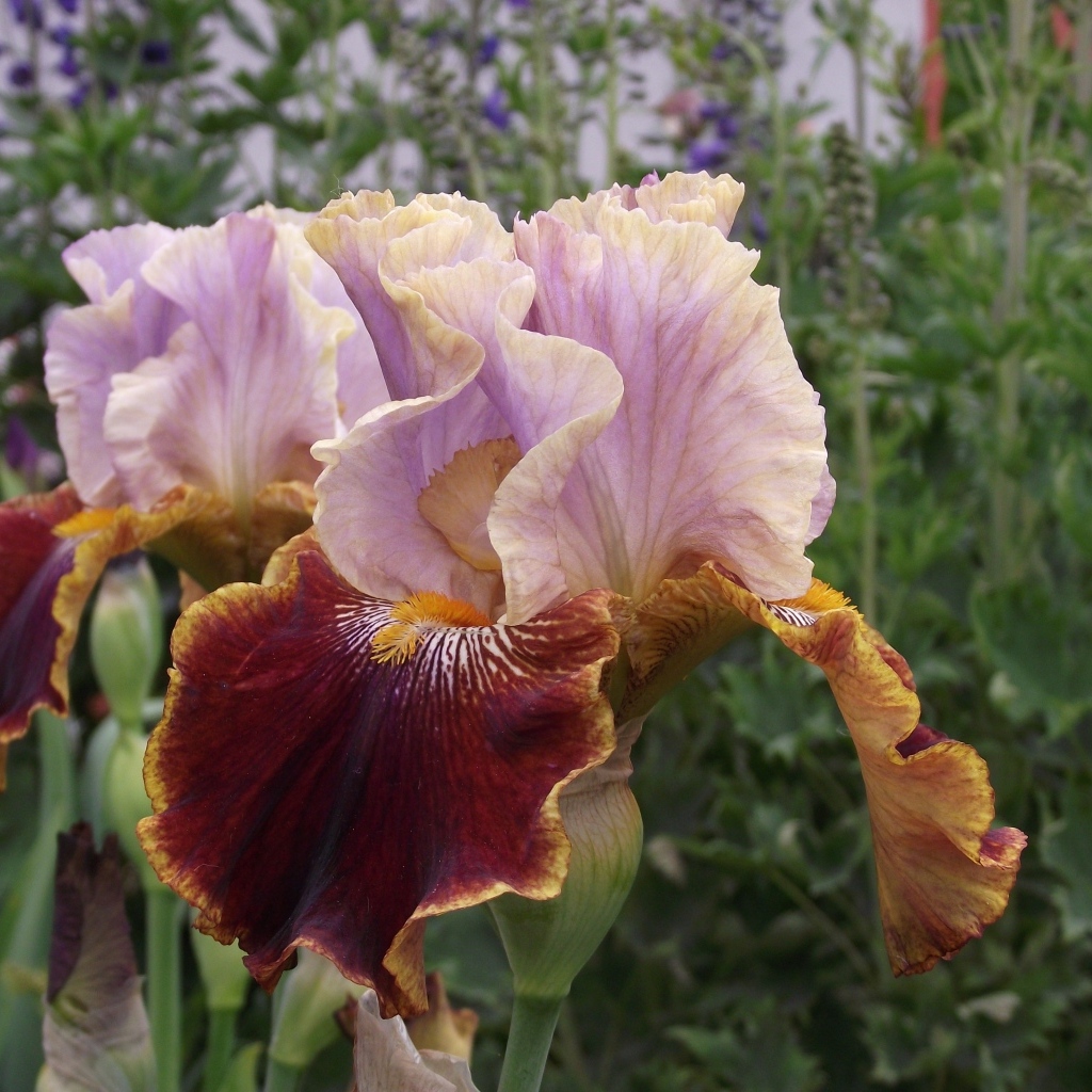 Два цветка ириса на клумбе в саду