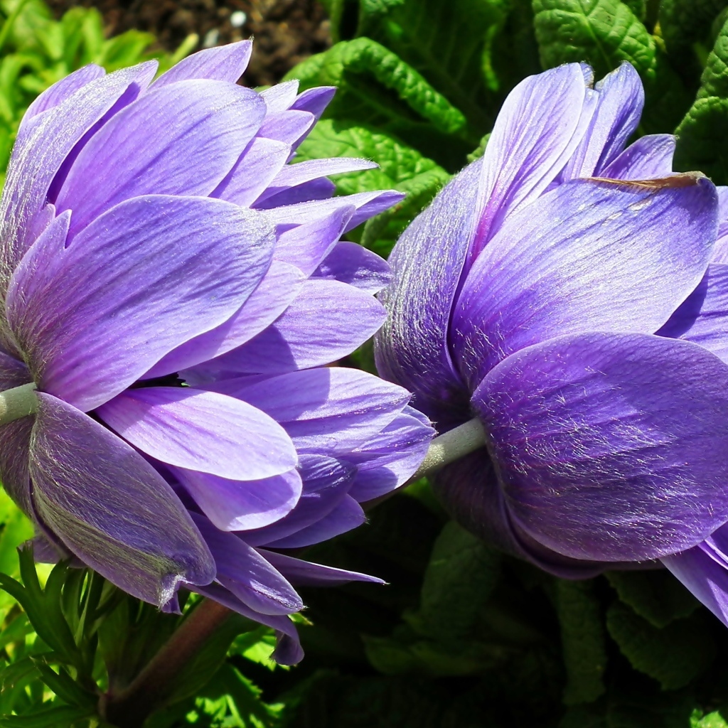 Два сиреневых цветка анемоны крупным планом