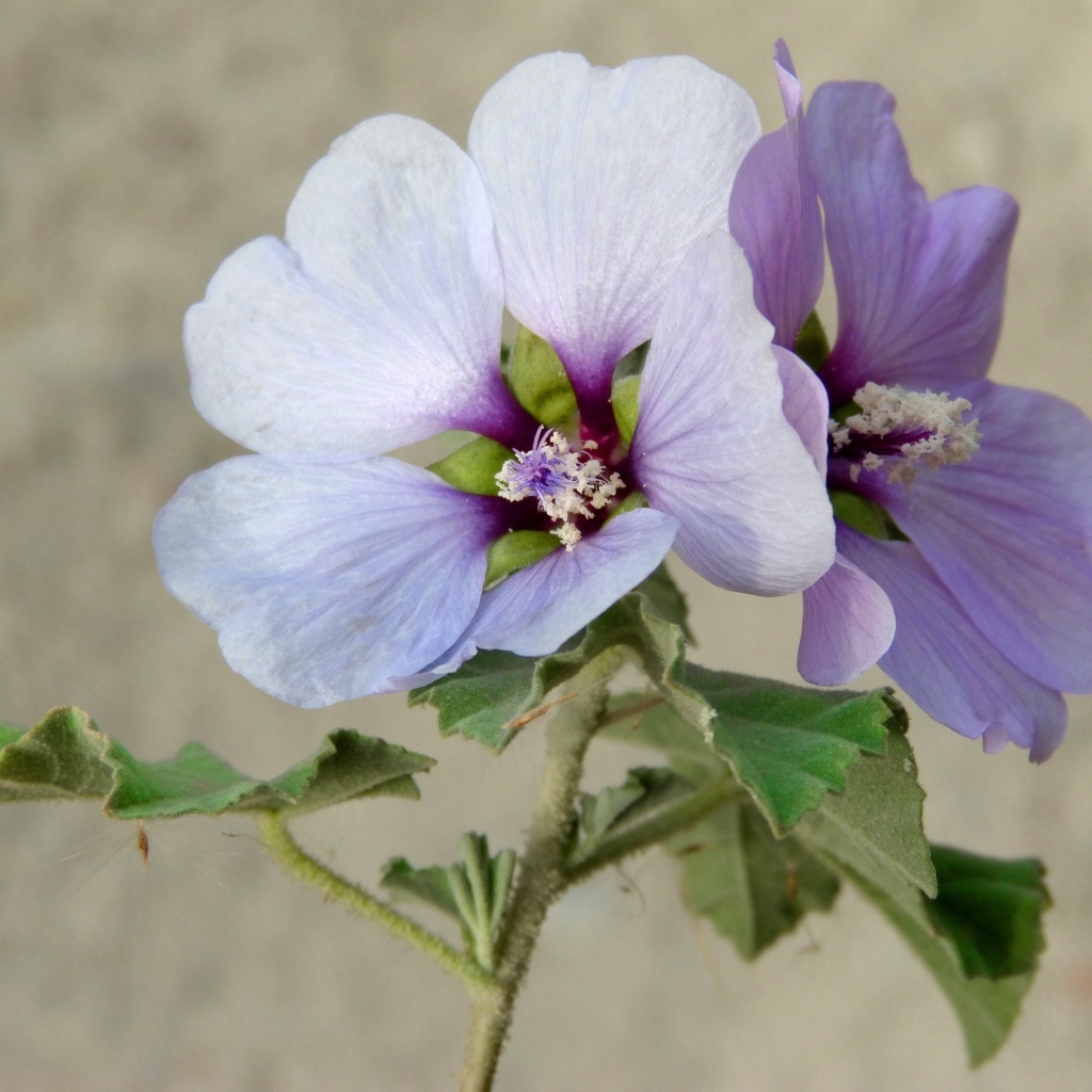 Два сиреневых цветка гибискуса крупным планом