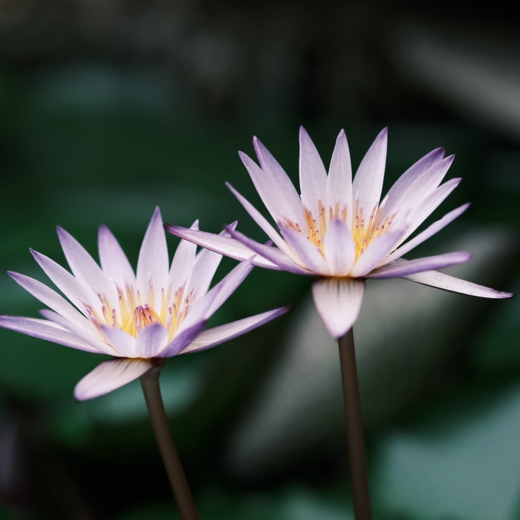 Два сиреневых цветка лотоса в пруду