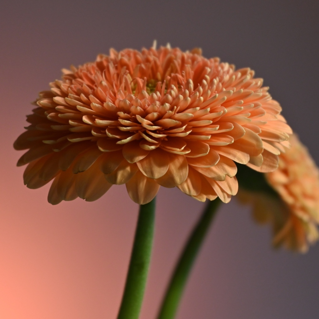 Два пышных цветка герберы крупным планом