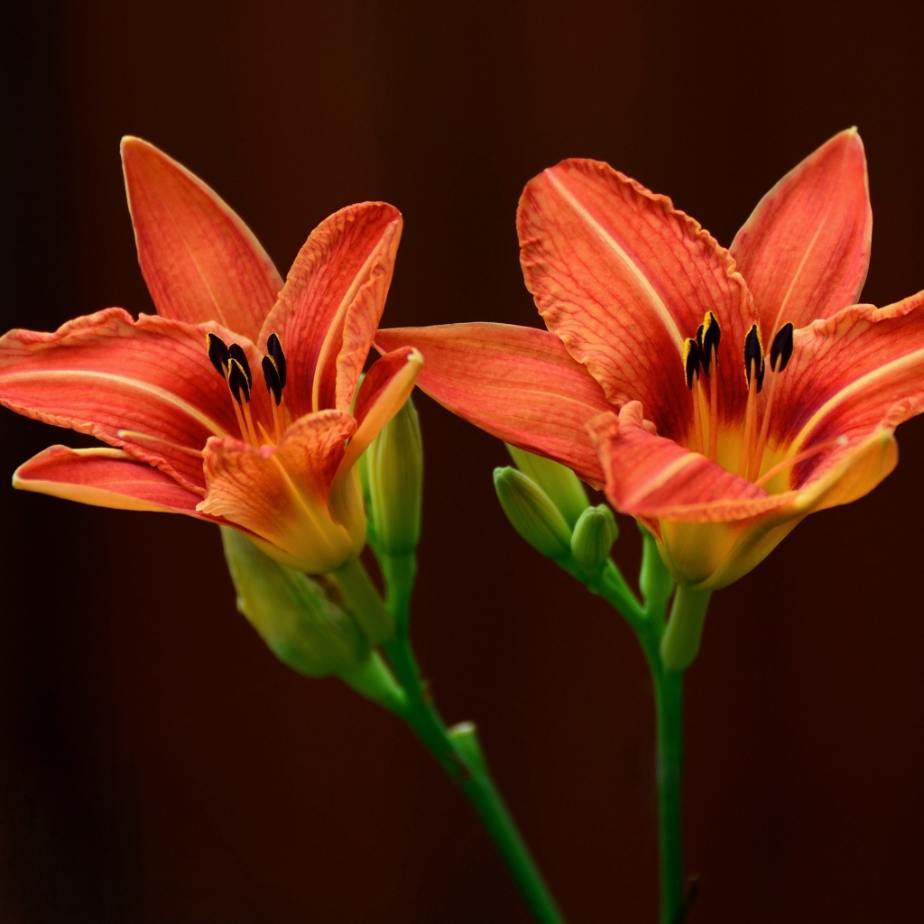 Два оранжевых цветка лилии на коричневом фоне