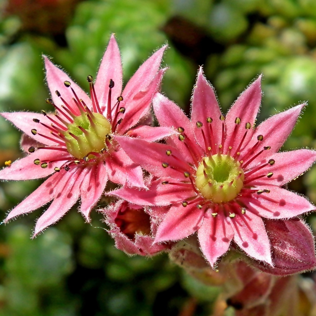 Два розовых цветка крупным планом