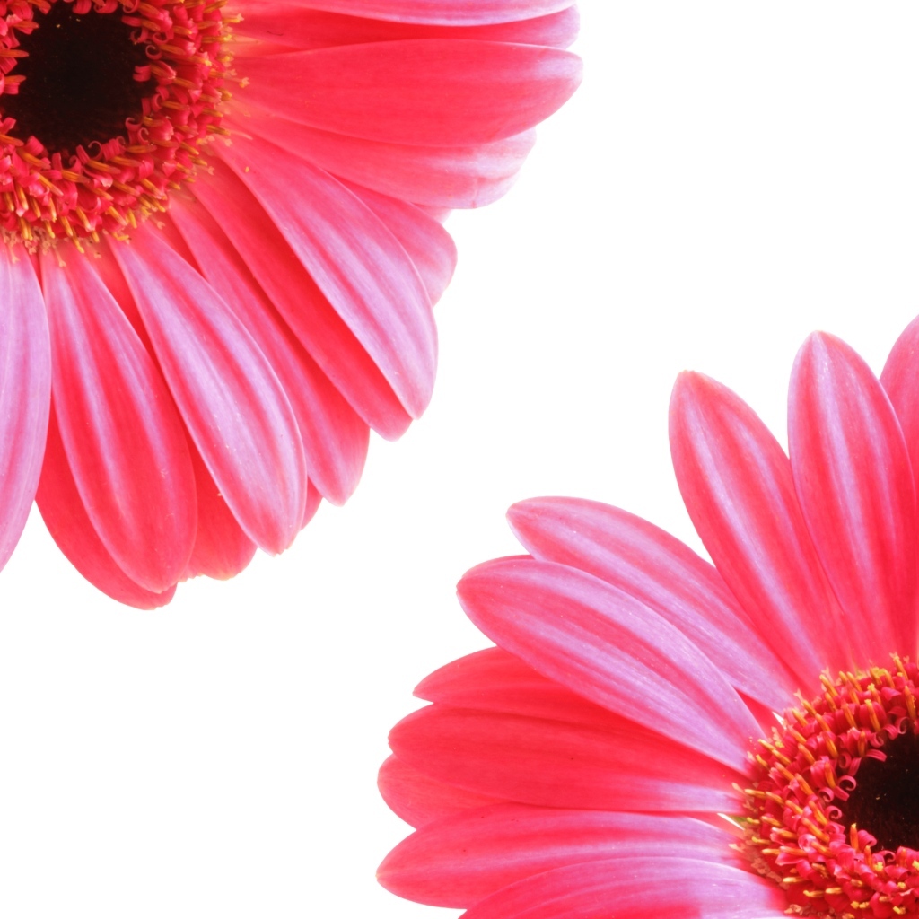 Два цветка розовой герберы на белом фоне
