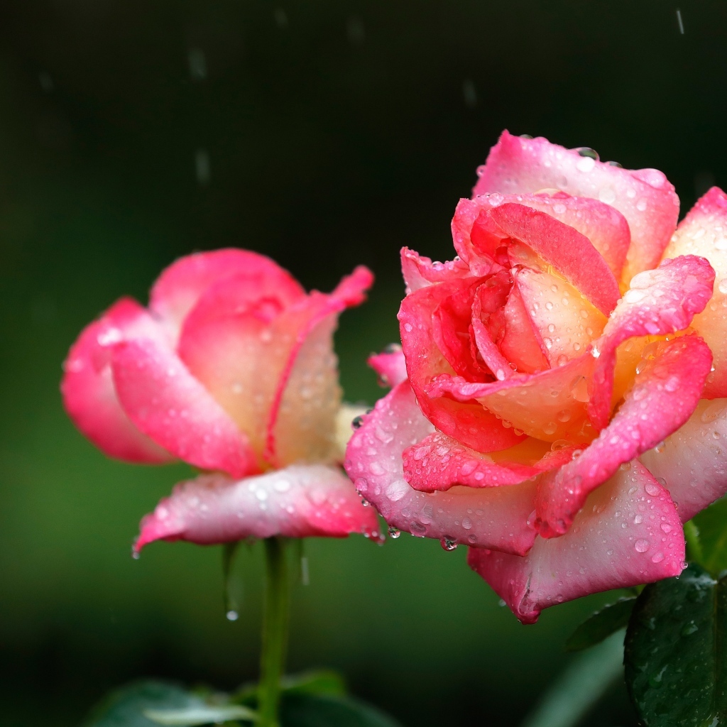 Две розовые розы под дождем