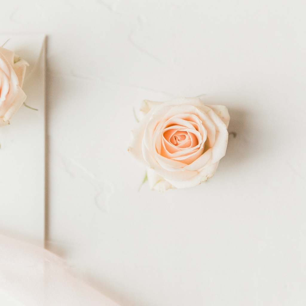 Две розовые розы на белом фоне