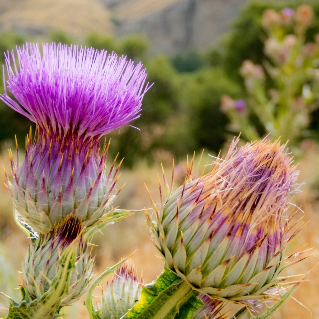 Два розовых колючих цветка чертополоха