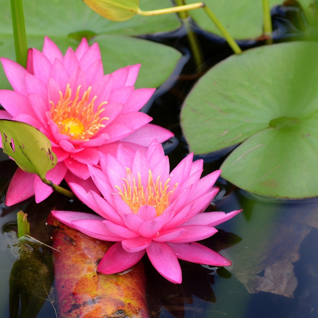 Два розовых цветка водяной лилии с зелеными листьями