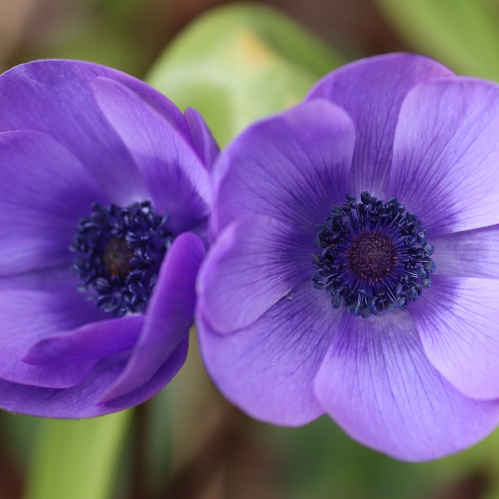 Два фиолетовых цветка анемона