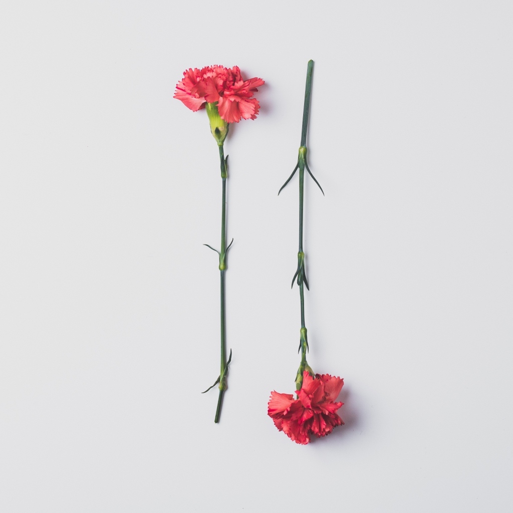 Две красные гвоздики на сером фоне