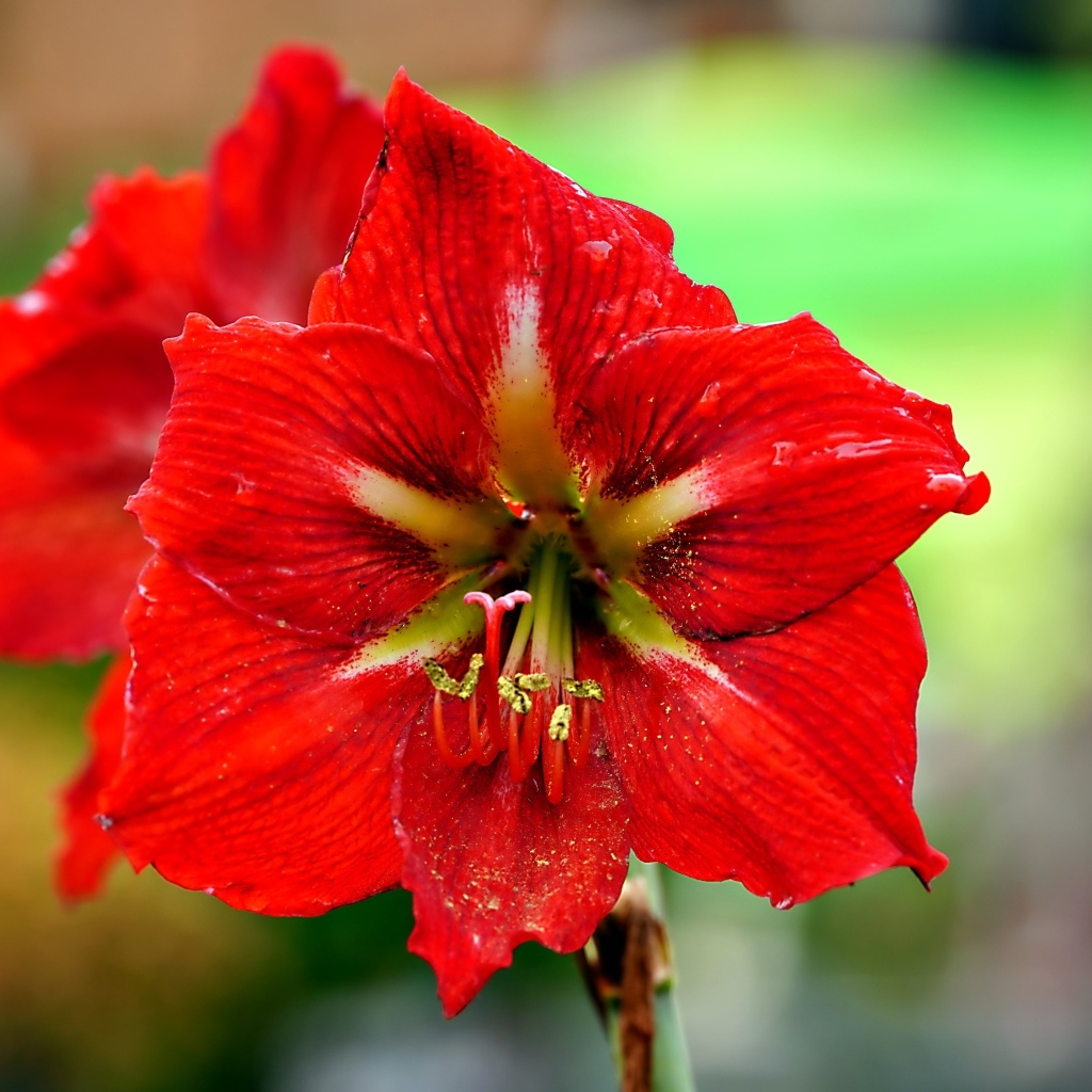 Два красных комнатных цветка амариллиса