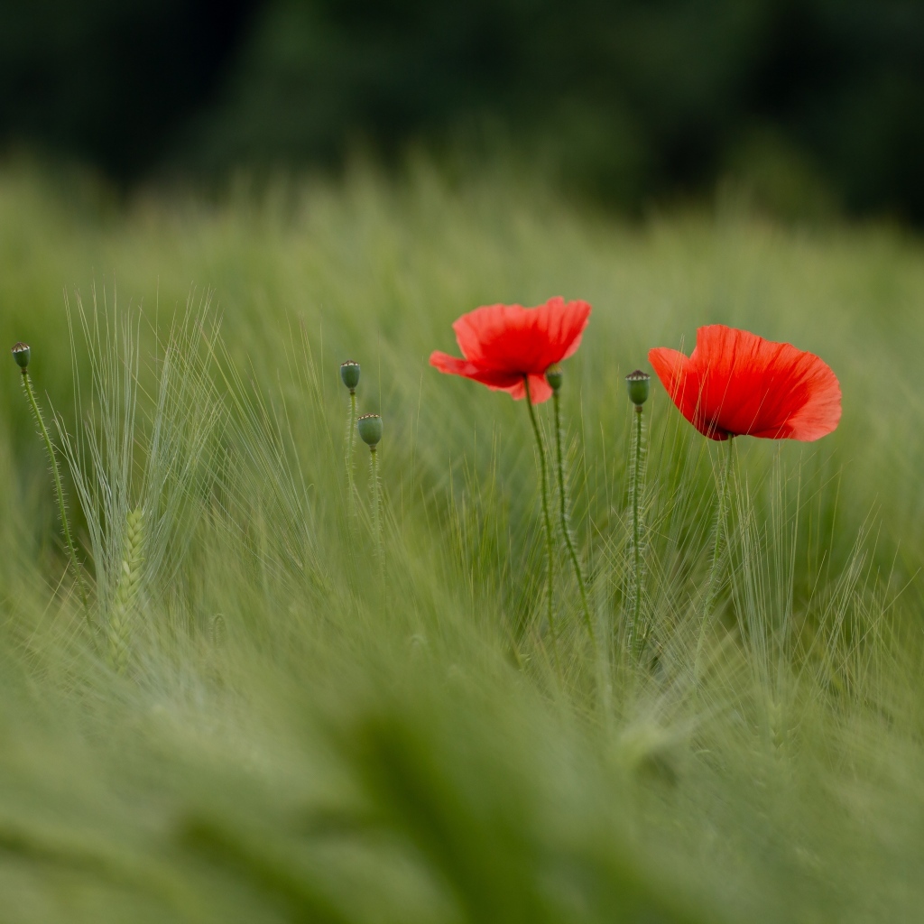 Два красных мака в зеленой пшенице