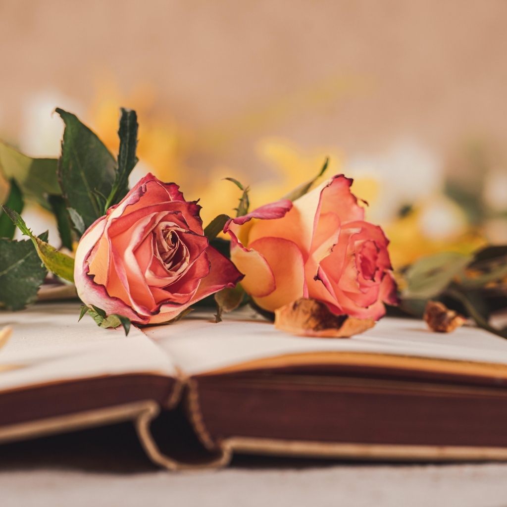Две розы лежат на открытой книге
