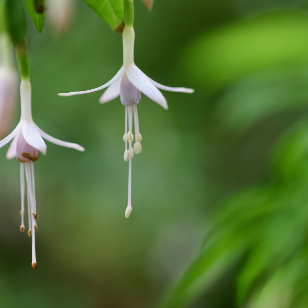 Два маленьких цветка фуксии 