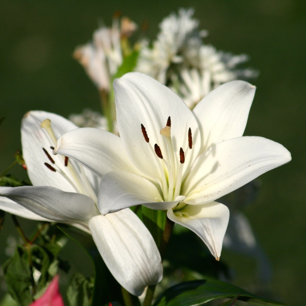 Две белые лилии крупным планом на клумбе