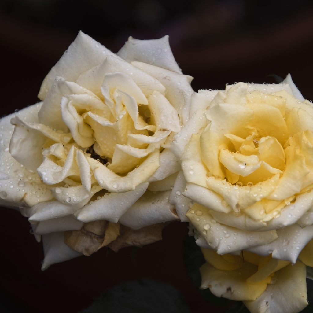 Две белые розы в каплях  росы на черном фоне