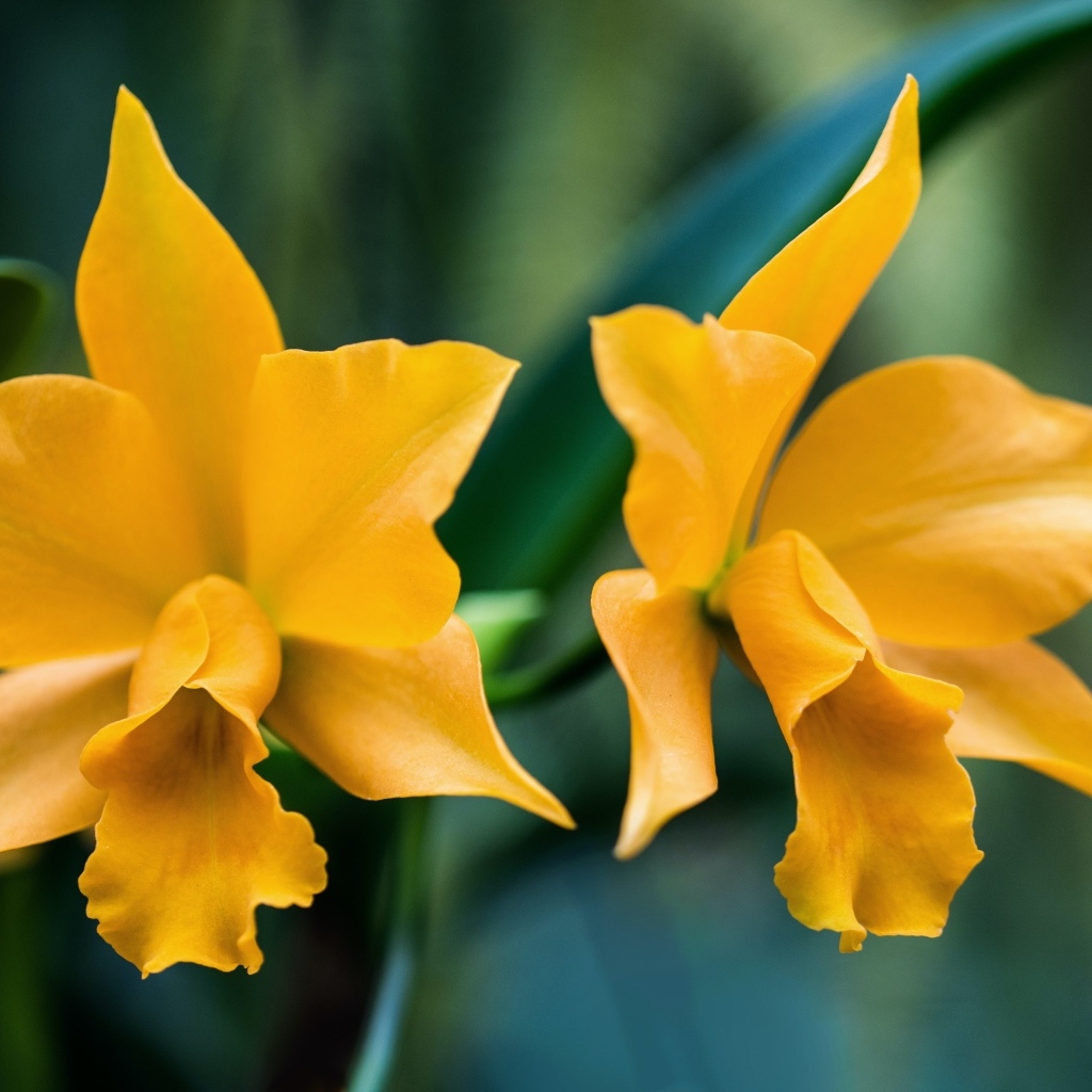 Два желтых нарцисса крупным планом