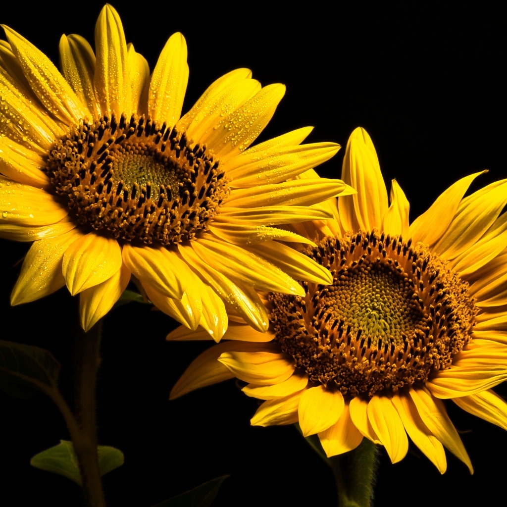 Два желтых подсолнуха на черном фоне