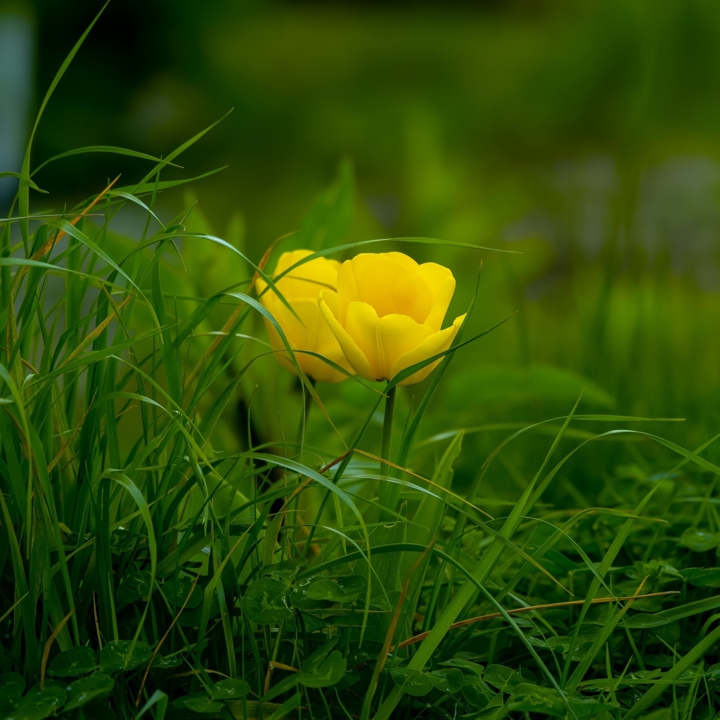 Два желтых тюльпана в зеленой траве