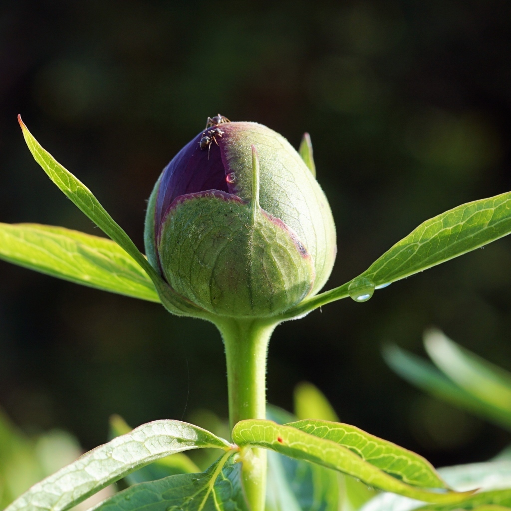 Нераспустившийся бутон пиона крупным планом