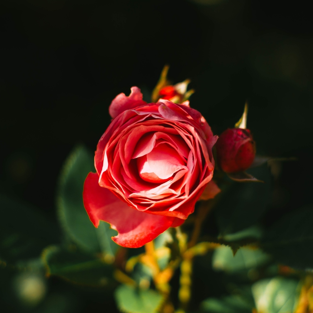 Нераспустившаяся красная роза с бутонами на клумбе