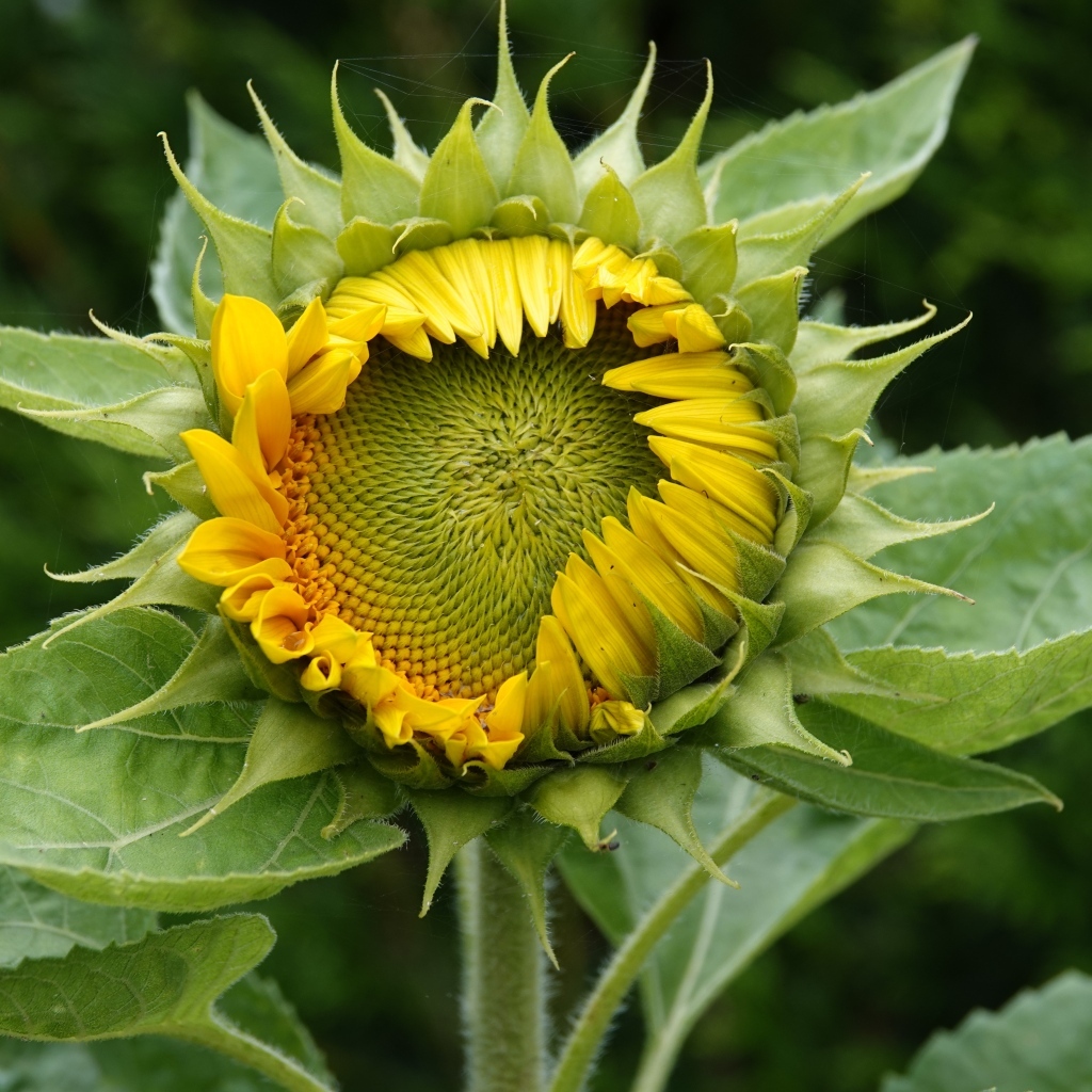 Нераспустившийся цветок подсолнуха крупным планом