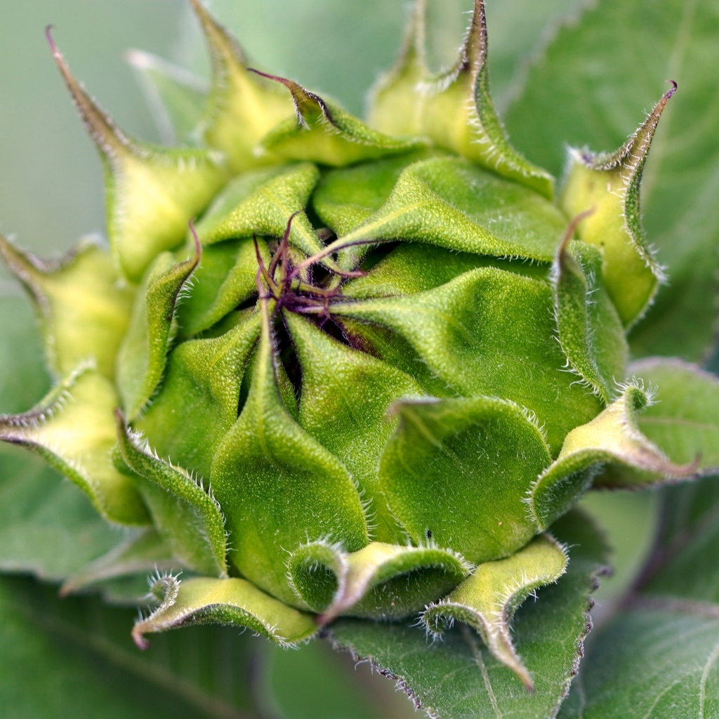 Нераспустившийся цветок подсолнуха крупным планом