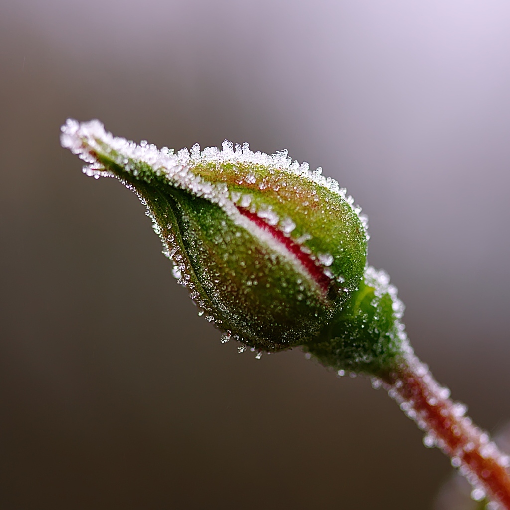 Нераспустившийся бутон розы в инее