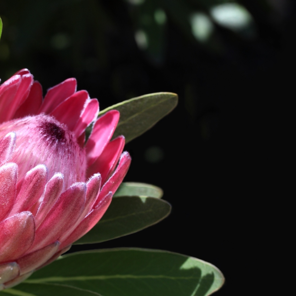 Необычный розовый цветок протея