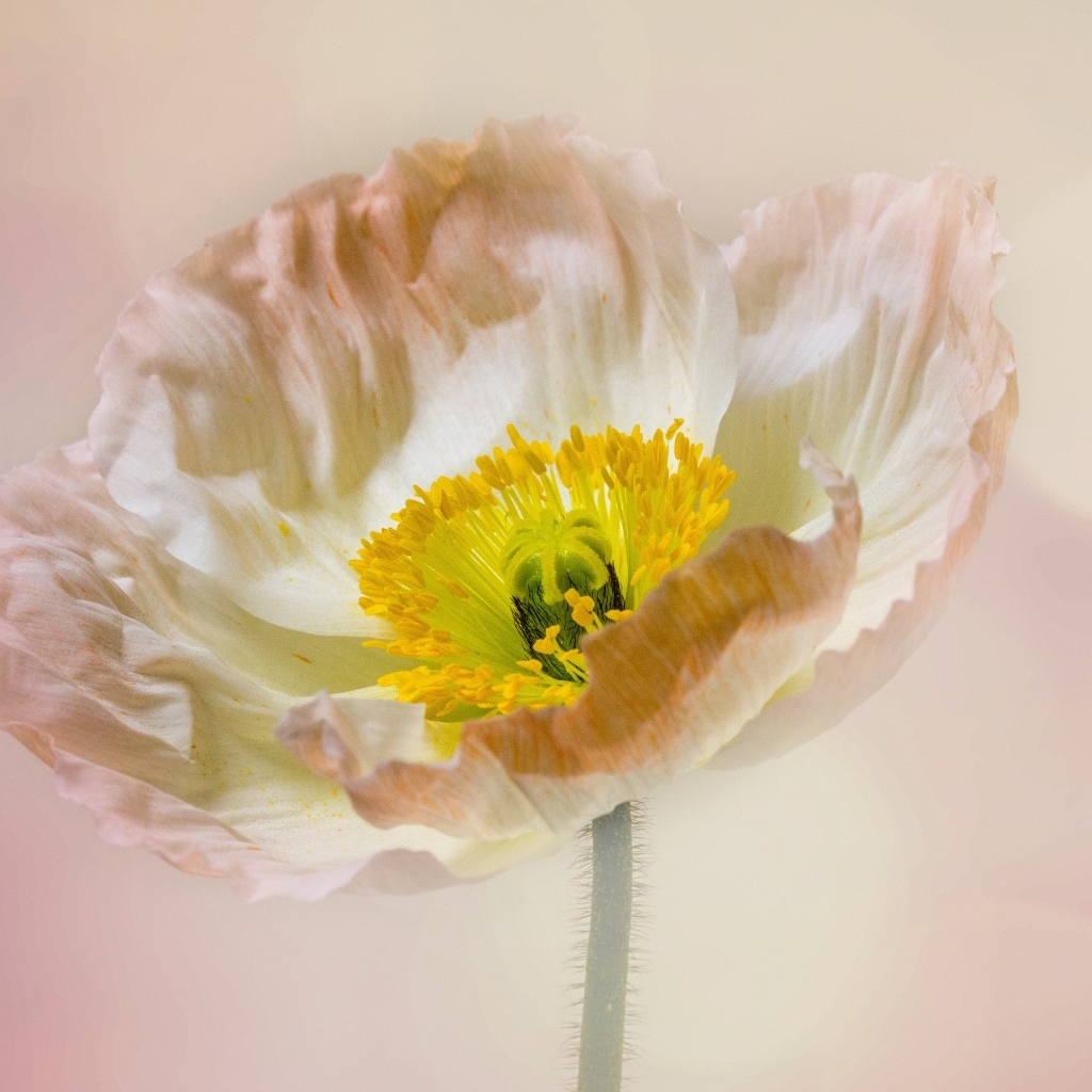 Необыкновенный цветок мака на розовом фоне