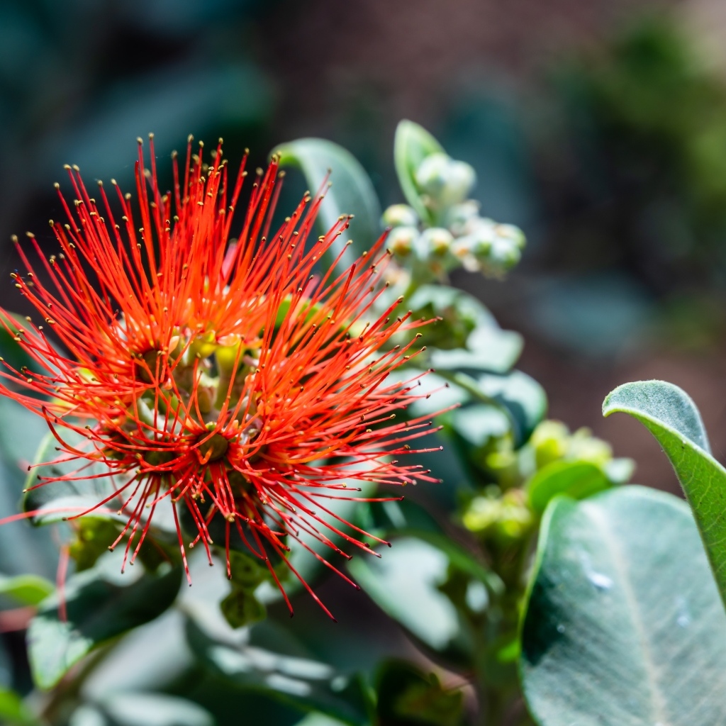 Необычный красный цветок эвкалипта крупным планом