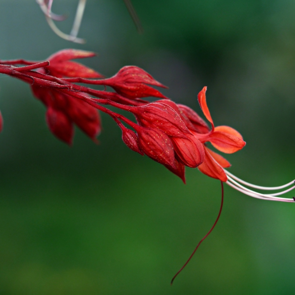 Необычный красный цветок на зеленом фоне